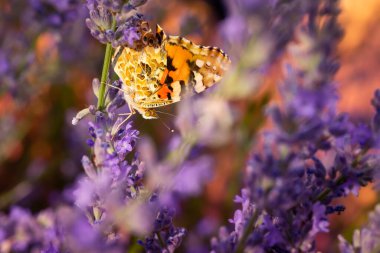 Kelebek. Boyalı Kadın. Vanessa cardui. Makro doğa. Doğa arkaplanı. 