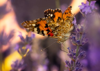 Kelebek. Boyalı Kadın. Vanessa cardui. Makro doğa. Doğa arkaplanı. 