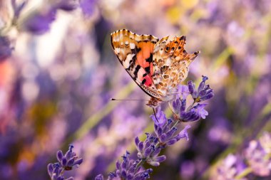 Kelebek. Boyalı Kadın. Vanessa cardui. Makro doğa. Doğa arkaplanı. 