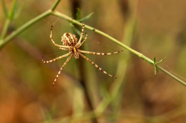 Örümcek. Doğayı kapatın. Doğa arkaplanı.