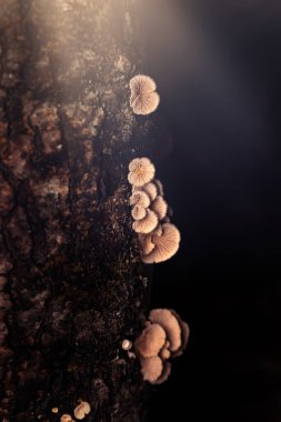 Mushroom. Schizophyllum. Macro nature. Nature background.  clipart