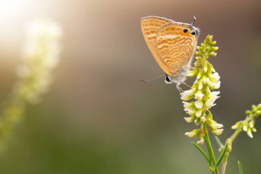 Cute butterfly. Chapmans blue. Polyommatus thersites. Nature background.  clipart