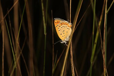 Cute butterfly. Chapmans blue. Polyommatus thersites. Nature background.  clipart