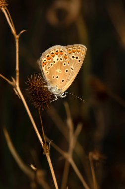 Kahverengi Argus. Polyommatus agestis. Makro doğa. Doğa arkaplanı. 