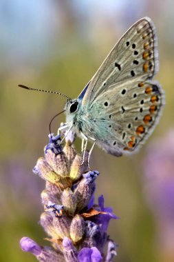 Şirin kelebek. Chapman mavisi. Polyommatus tersiteleri. Doğa arkaplanı. 