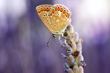 Kahverengi Argus. Polyommatus agestis. Makro doğa. Doğa arkaplanı. 