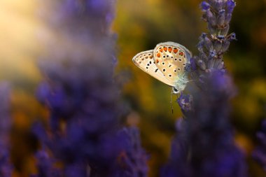 Şirin kelebek. Chapman mavisi. Polyommatus tersiteleri. Doğa arkaplanı. 