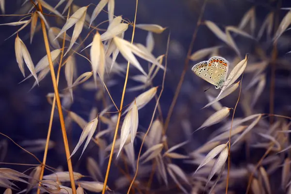 stock image Cute butterfly. Chapmans blue. Polyommatus thersites. Nature background. 