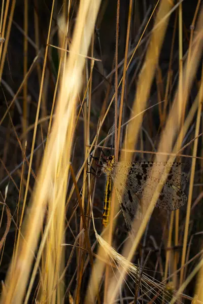 Stock image An insect that has mastered hiding. Palparini. Nature background. 