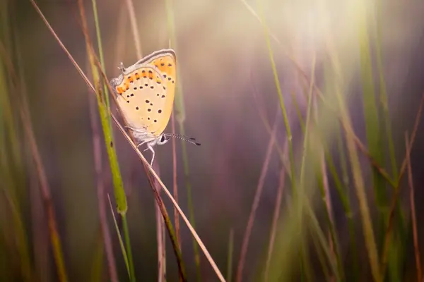 stock image Cute butterfly. Chapmans blue. Polyommatus thersites. Nature background. 