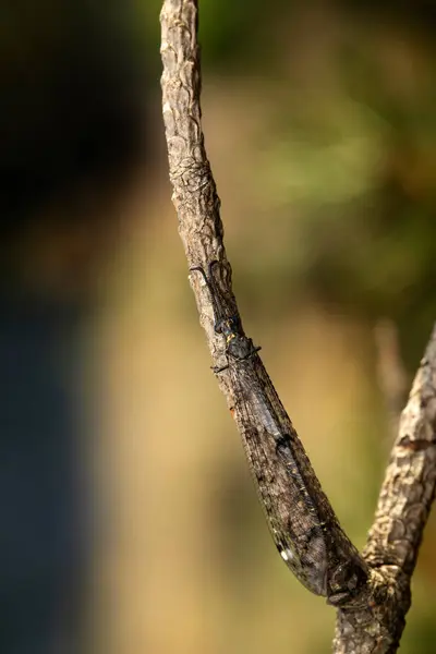 Stock image An insect that has mastered hiding. Palparini. Nature background. 