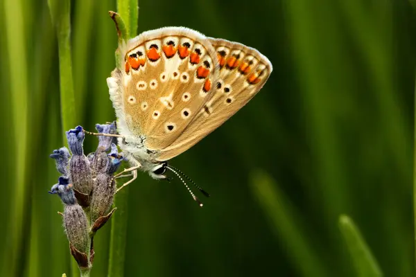 stock image Brown Argus. Polyommatus agestis. Macro nature. Nature background. 