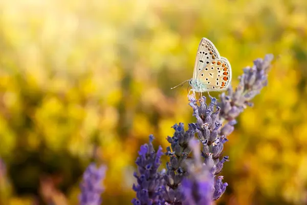 stock image Cute butterfly. Chapmans blue. Polyommatus thersites. Nature background. 