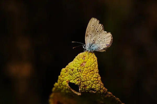 stock image Cute butterfly. Chapmans blue. Polyommatus thersites. Nature background. 
