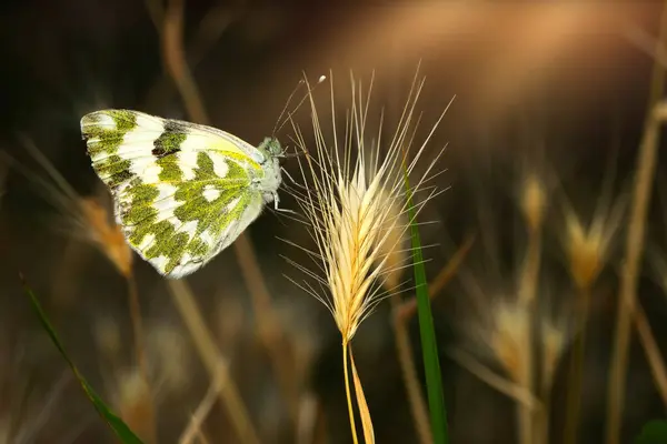 stock image Butterfly. Eastern Bath White. Pontia edusa. Nature background. 