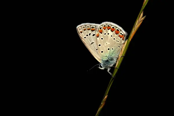 stock image Cute butterfly. Chapmans blue. Polyommatus thersites. Nature background. 