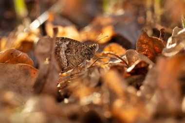 Butterfly. False Grayling. Arethusana arethusa. Nature background.  clipart