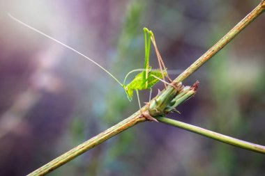 Yeşil çekirge. Tettigonia viridissima. Doğa arkaplanı. 