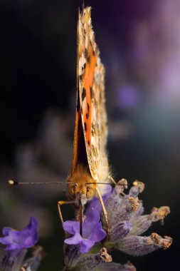 Renkli Kelebek. Boyalı Kadın. Vanessa cardui. Makro doğa. Doğa arkaplanı. 