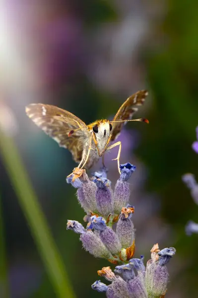 stock image Butterfly. Carcharodus alceae. Mallow Skipper. Nature background. 