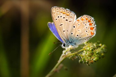 Kelebek. Ortak Mavi. Doğayı kapatın. Doğa arkaplanı. 