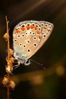 Kelebek. Ortak Mavi. Doğayı kapatın. Doğa arkaplanı. 