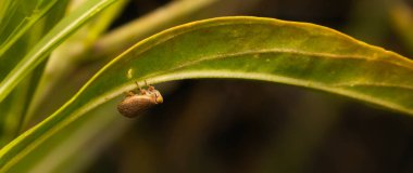 Citrus yassı bitkibilimci. Agalmatium bilobum. Makro doğa. Doğa arkaplanı. 