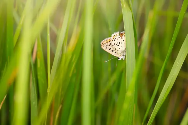 stock image Butterfly. Lycaena tityrus. Sooty Copper. Nature background. 