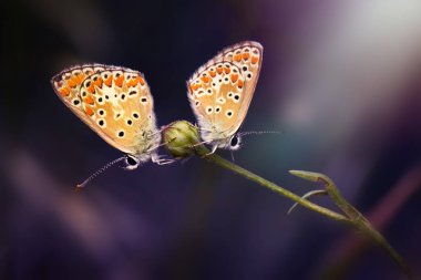 Yaşam alanında küçük ve sevimli bir kelebek. Polyommatus agestis. Kahverengi Argus. Doğa arkaplanı. 