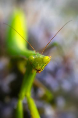 Peygamber devesi. Yakın plan fotoğraf. Makro doğa. Doğa arkaplanı. 