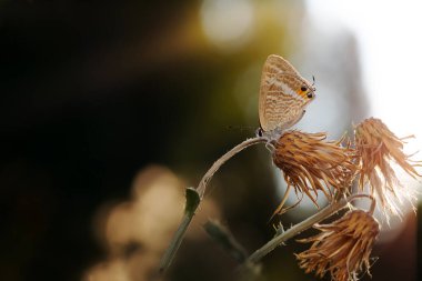 Şirin kelebek. Lampides boeticus. Bezelye mavisi. Uzun kuyruklu Mavi.
