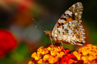 Güzel kelebek. Boyalı Kadın. Vanessa cardui. Makro doğa. Renkli doğa geçmişi. Bitki: Lantana Camara.