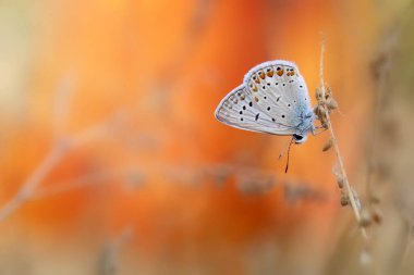 Küçük sevimli bir kelebek. Polyommatus icarus. Ortak Mavi. Doğayı kapatın. Doğa arkaplanı. 