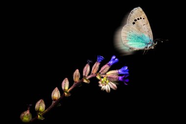 Flying butterfly. Anchusa officinalis. Glaucopsyche alexis. Green Underside Blue. Black background.  clipart