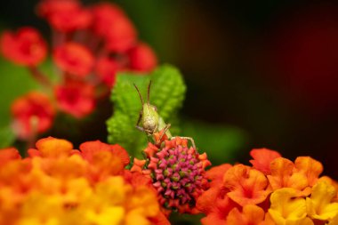 Renkli çiçeklerin üzerinde şirin bir çekirge. Renkli doğa geçmişi. Bitki: Lantana Camara. 