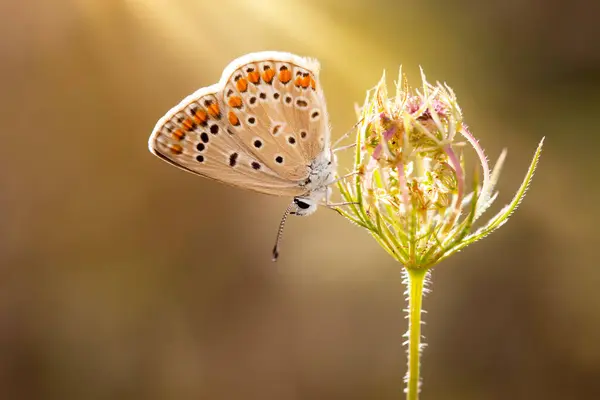 stock image A small and cute butterfly in its habitat. Polyommatus agestis. Brown Argus. Nature background. 