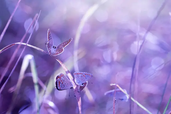 stock image A small and cute butterflies in its habitat. Polyommatus agestis. Brown Argus. Nature background. 