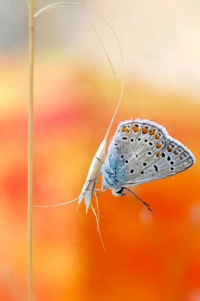 stock image A cute little butterfly. Polyommatus icarus. Common Blue. Close up nature. Nature background. 