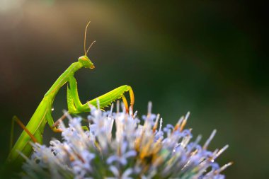 Peygamber devesi. Yakın plan fotoğraf. Makro doğa. Doğa arkaplanı. 