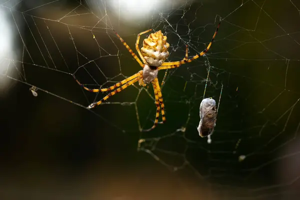 stock image Spider. Close up nature. Nature background. 