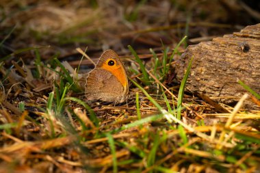 Maniola telmessia. Turkish meadow brown. clipart