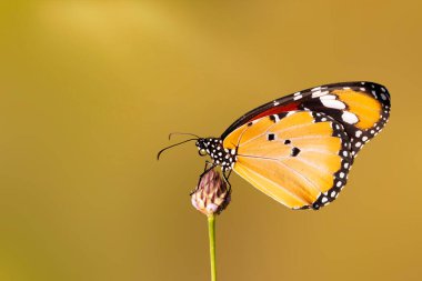 Renkli kelebek. Danaus chrysippus. Düz Kaplan. Doğa arkaplanı. 