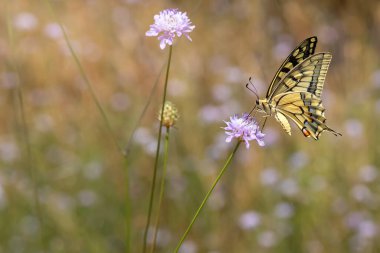 Kelebek. Kırlangıç kuyruk. Papilio machaon. Renkli doğa arkaplanı. 