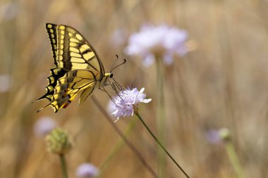 Kelebek. Kırlangıç kuyruk. Papilio machaon. Renkli doğa arkaplanı. 