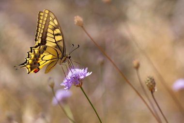 Kelebek. Kırlangıç kuyruk. Papilio machaon. Renkli doğa arkaplanı. 