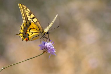 Kelebek. Kırlangıç kuyruk. Papilio machaon. Renkli doğa arkaplanı. 