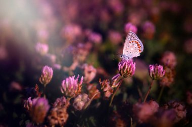 Günün son ışığında mor kır çiçeklerinde çekilmiş sevimli bir kelebek. Doğa arkaplanı. 