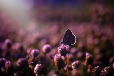 Günün son ışığında mor kır çiçeklerinde çekilmiş sevimli bir kelebek. Doğa arkaplanı. 