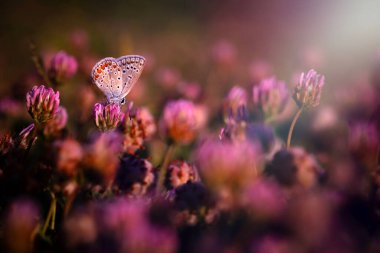 A cute butterfly photographed on purple wildflowers in the last light of the day. Nature background.  clipart