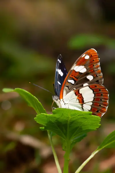 stock image A butterfly photographed in its habitat. Limenitis reducta. Southern White Admiral. Nature background.  